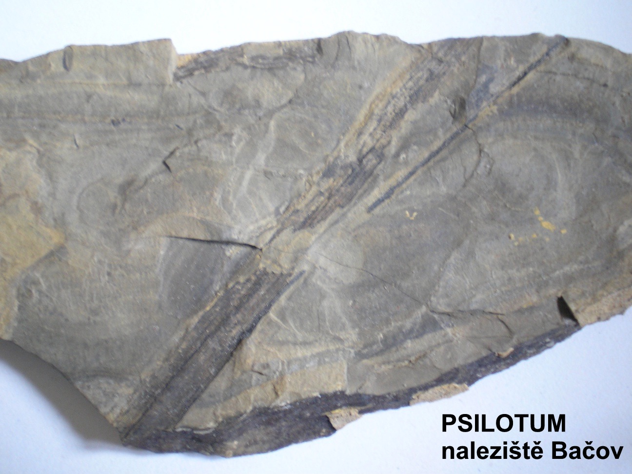 Psilotum.jpg