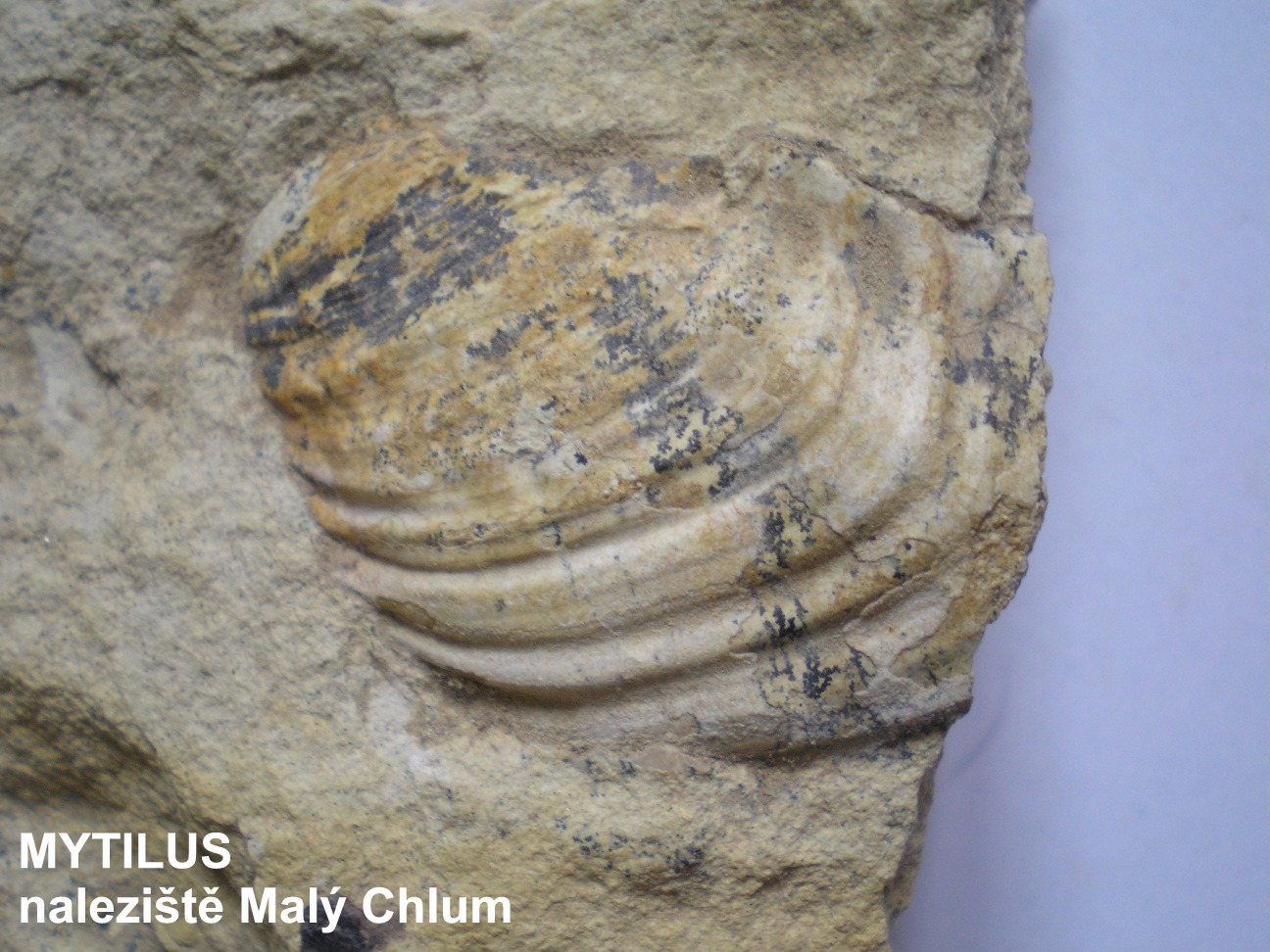 Mytilus3.jpg