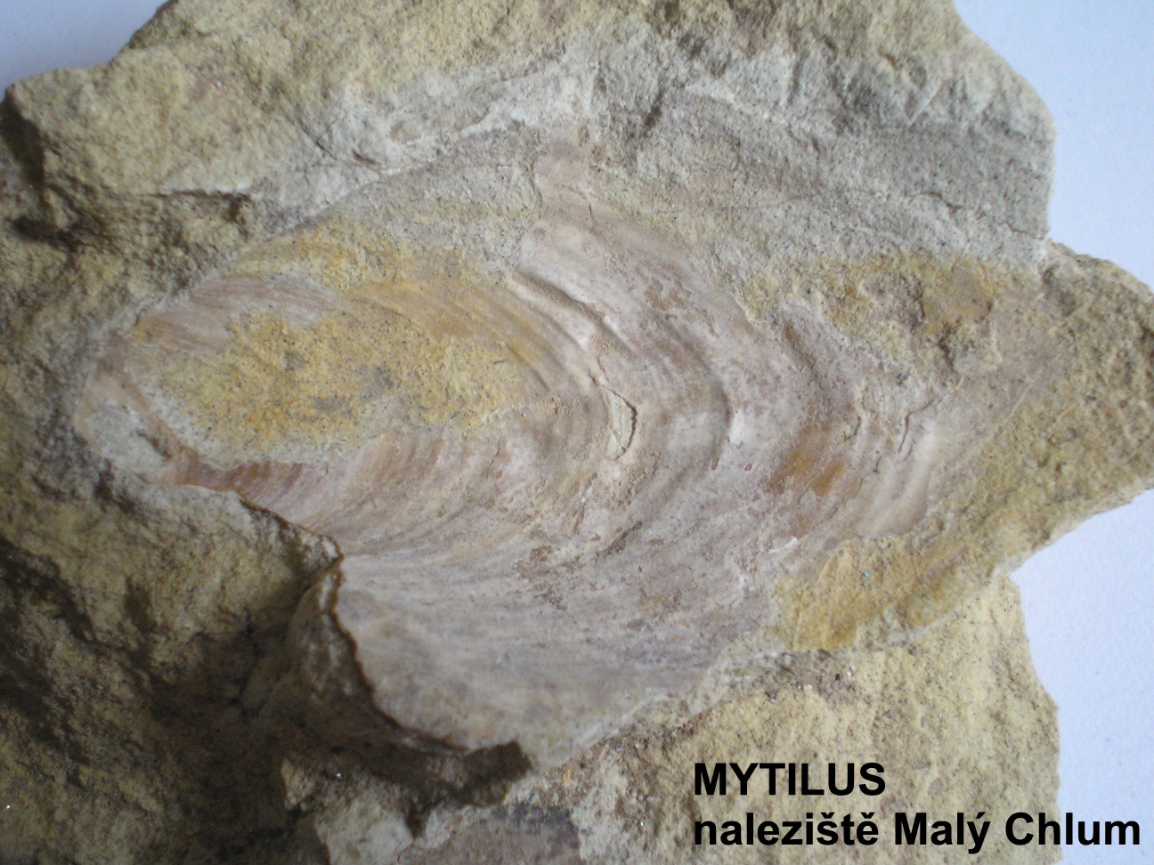 Mytilus.jpg