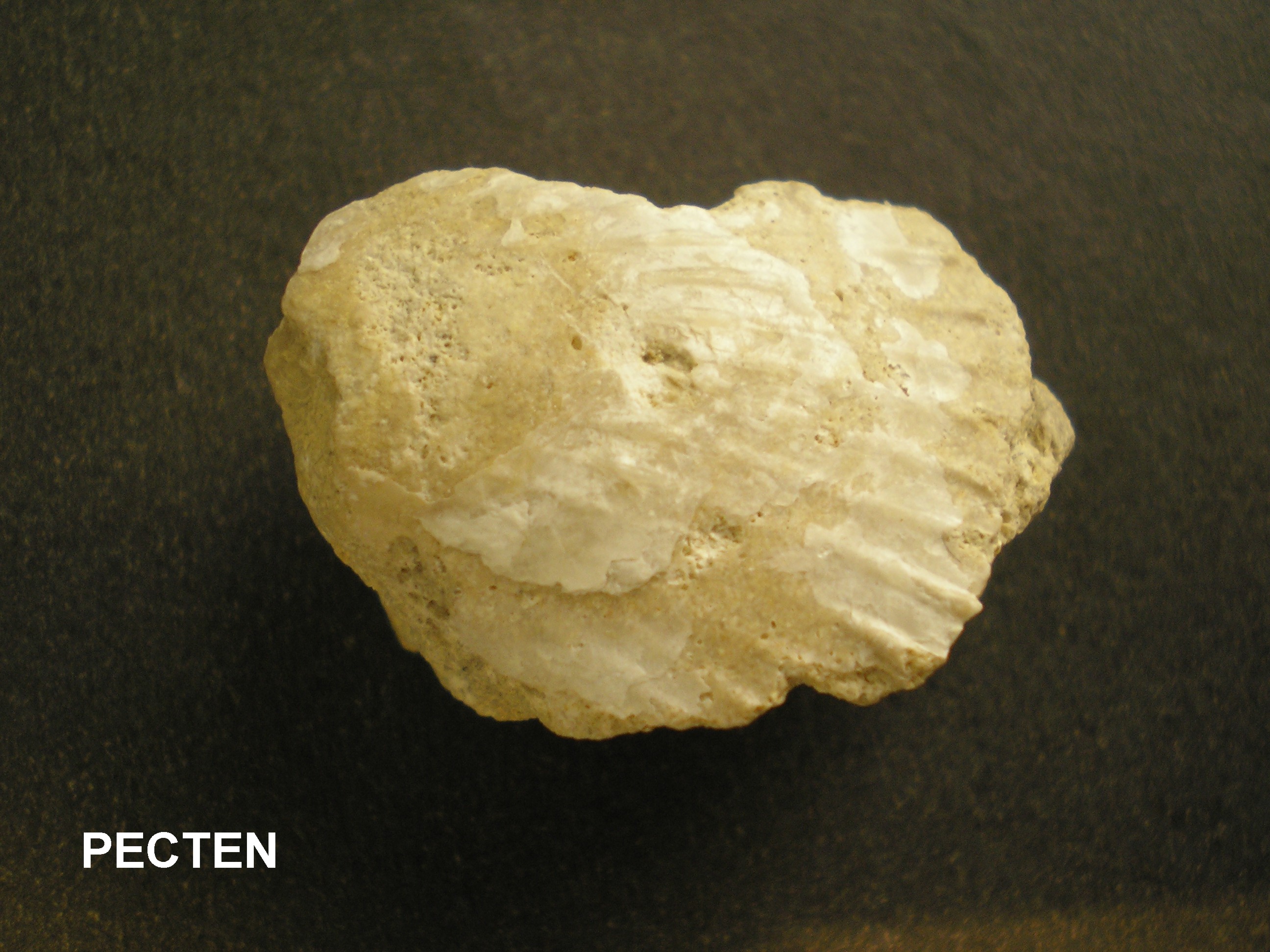 PECTEN.JPG