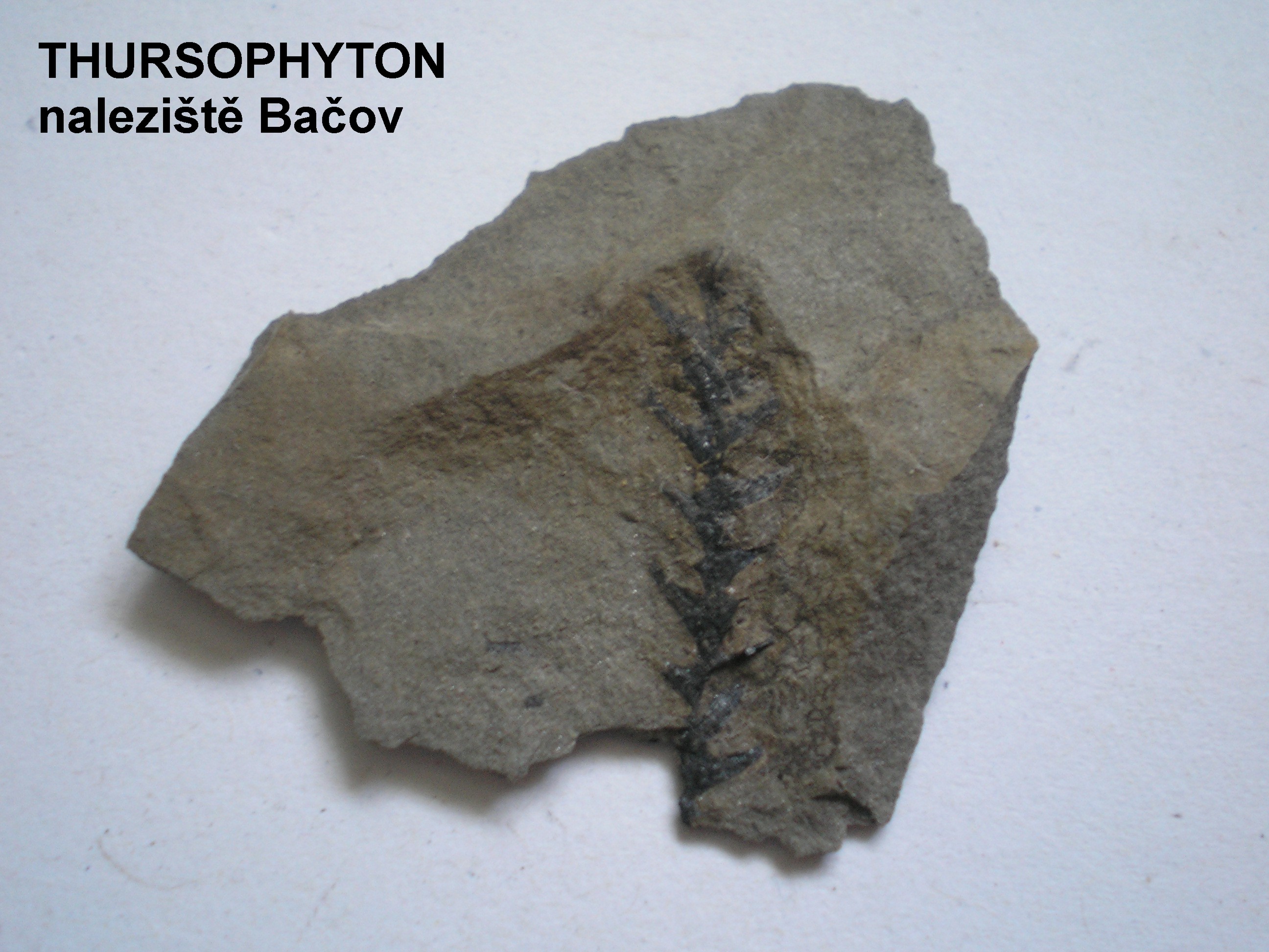 Thursophyton 1.jpg